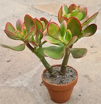 Natural Jade Plant-thumb3