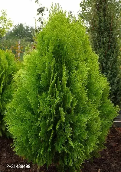 Natural Platycladus/Morpankhi Plant-thumb0