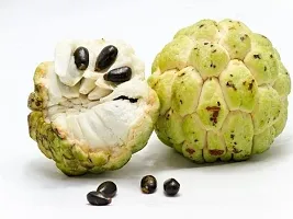 Natural Custard Apple Plant-thumb2