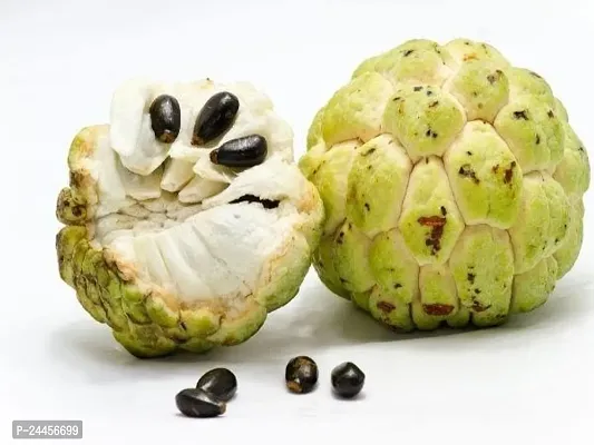 Natural Custard Apple Plant-thumb3