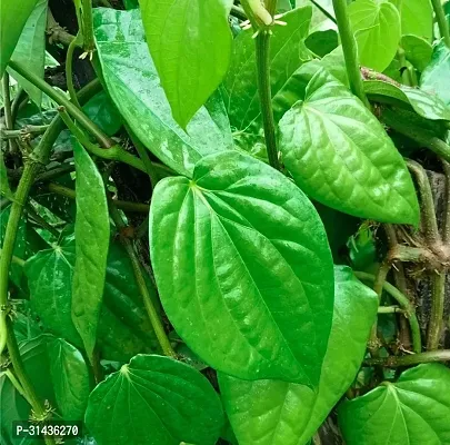 Natural Betel Leaf Plant-thumb3