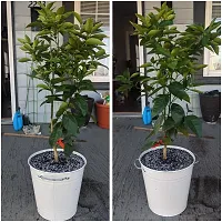 Natural Orange Plant-thumb3