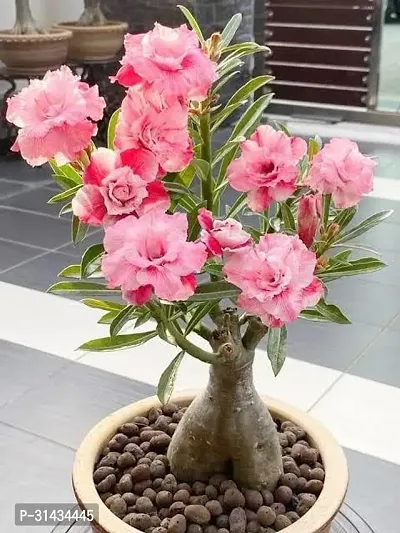 Natural Adenium Plant-thumb0