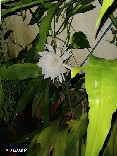 Natural Brahma Kamal Plant