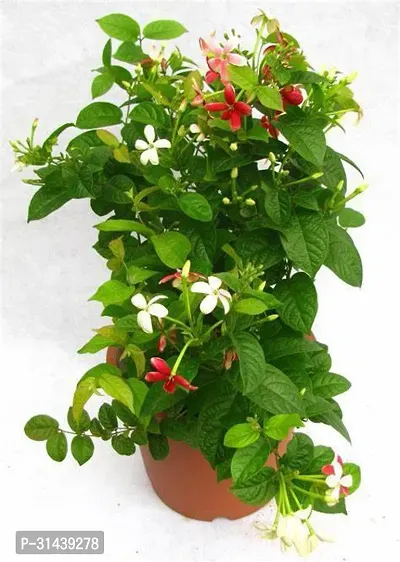 Natural Madhumalti/Rangoon Creeper Plant-thumb0