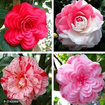 Natural Rose Plant-thumb0