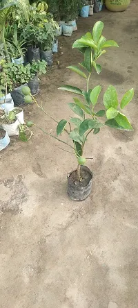 Natural Lemon Plant-thumb1