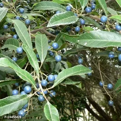 Natural Rudraksh Live Plant