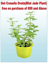 Natural Sandalwood Fan Plant-thumb2