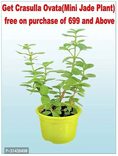 Natural Sandalwood Fan Plant-thumb3