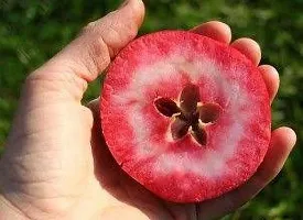 Natural Apple Plant-thumb3