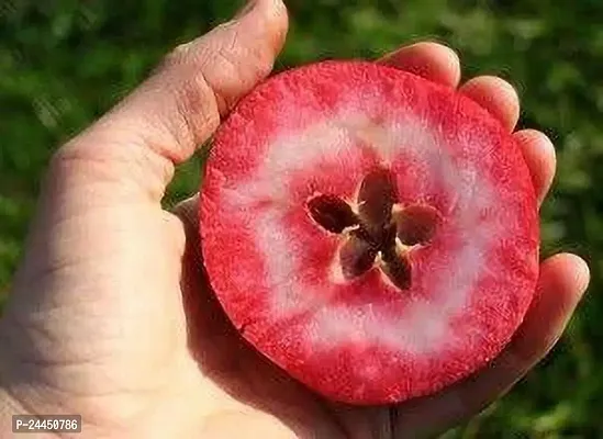 Natural Apple Plant-thumb4