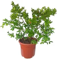 Natural Karonda Plant-thumb1