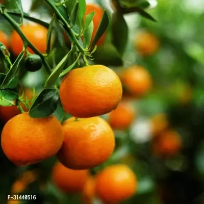 Natural Orange Plant