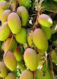 Natural Mango Plant-thumb2