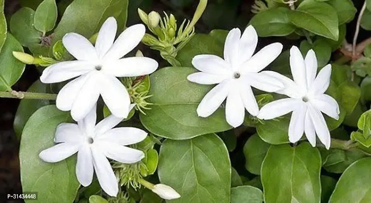 Natural Jasmine Plant-thumb0