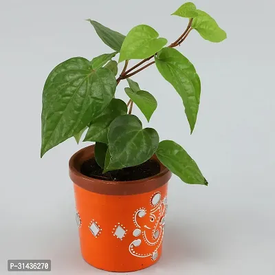 Natural Betel Leaf Plant