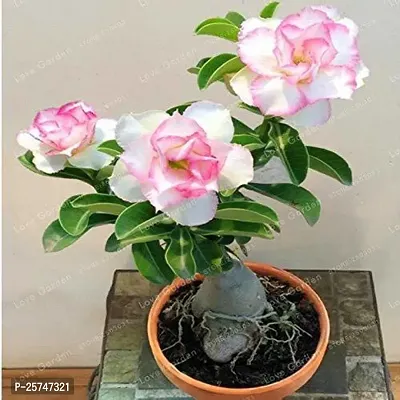 Adenium Plant