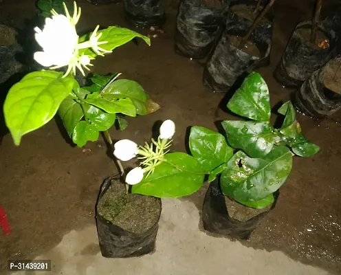 Natural Night Bloom Jasmine Plant-thumb0