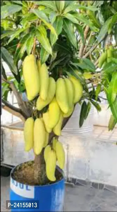 Mango Plant