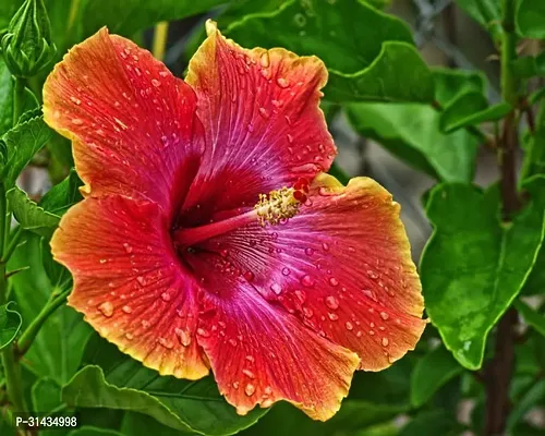 Natural Hibiscus Plant With Pot-thumb0