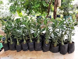 Natural Adenium Plant-thumb1