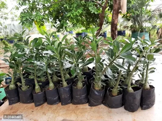 Natural Adenium Plant-thumb2