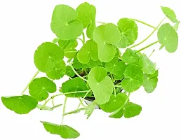 Natural Centella Plant-thumb1