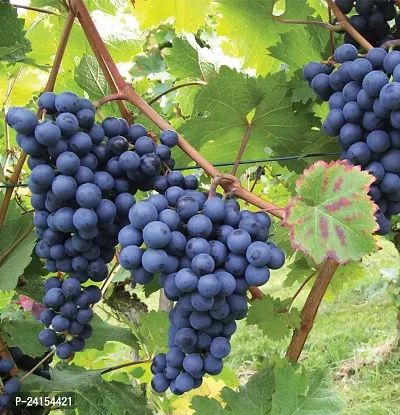 Grapes Plant