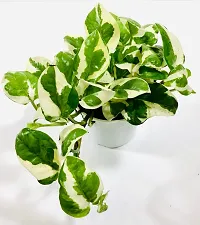 Natural Money Plant-thumb1