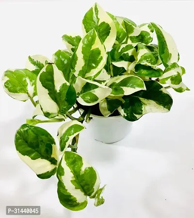 Natural Money Plant-thumb2