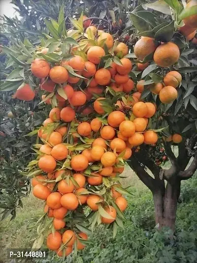 Natural Orange Plant-thumb0