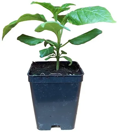 Best Selling Plant & Planters 