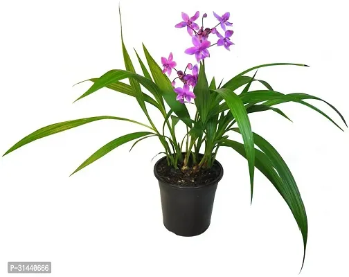 Natural Orchid Plant With Pot