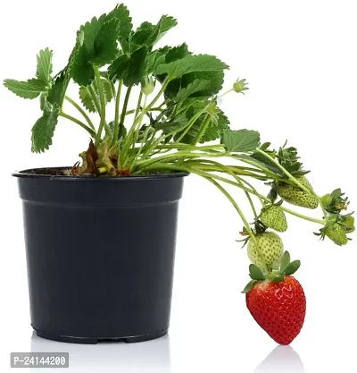 Strawberry Plant