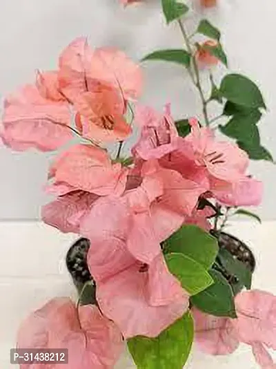 Natural Bougainvillea Plant-thumb0