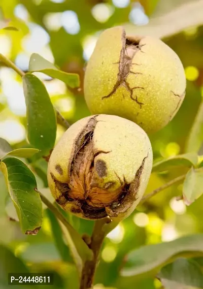 Natural Walnut Plant-thumb0