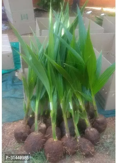 Natural Coconut Plant-thumb0