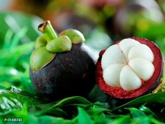 Natural Mangosteen Plant-thumb0