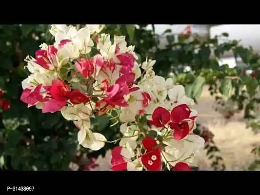 Natural Bougainvillea Plant-thumb0