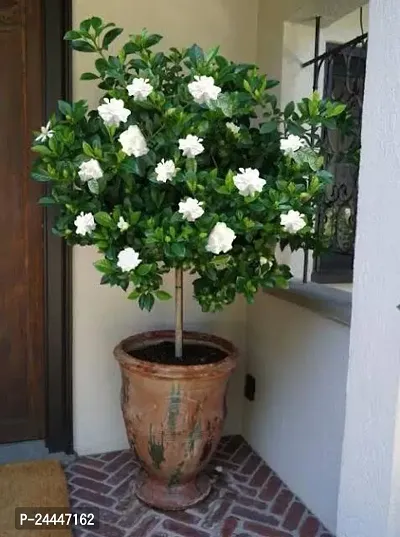 Natural Jasmine Plant-thumb0