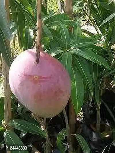 Natural Mango Plant-thumb0