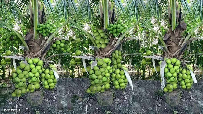 Natural Coconut Plant