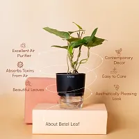 Betal Leaf Plant-thumb1