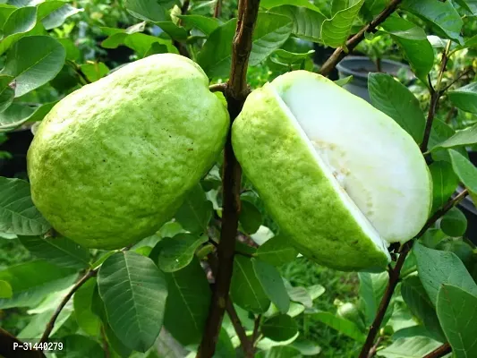 Natural Guava Plant With Pot-thumb0