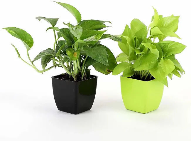 Trendy Plant & Planters 