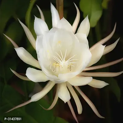 Natural Brahma Kamal Plant