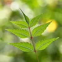 Neem Plant-thumb2