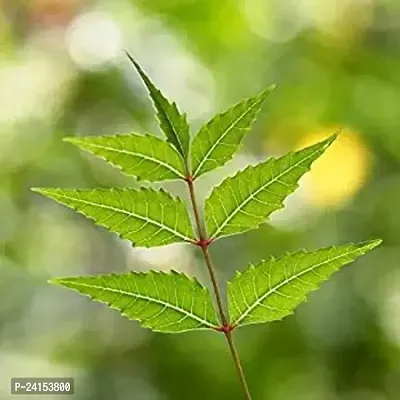 Neem Plant-thumb3