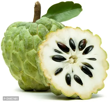 Natural Custard Apple Plant-thumb2